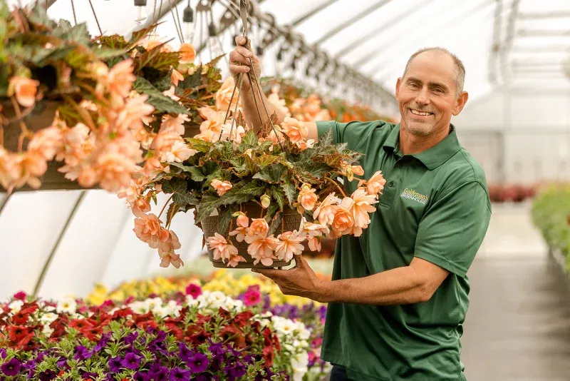 Alan Goldeman holding a peach begonia hanging basket in the greenhouse