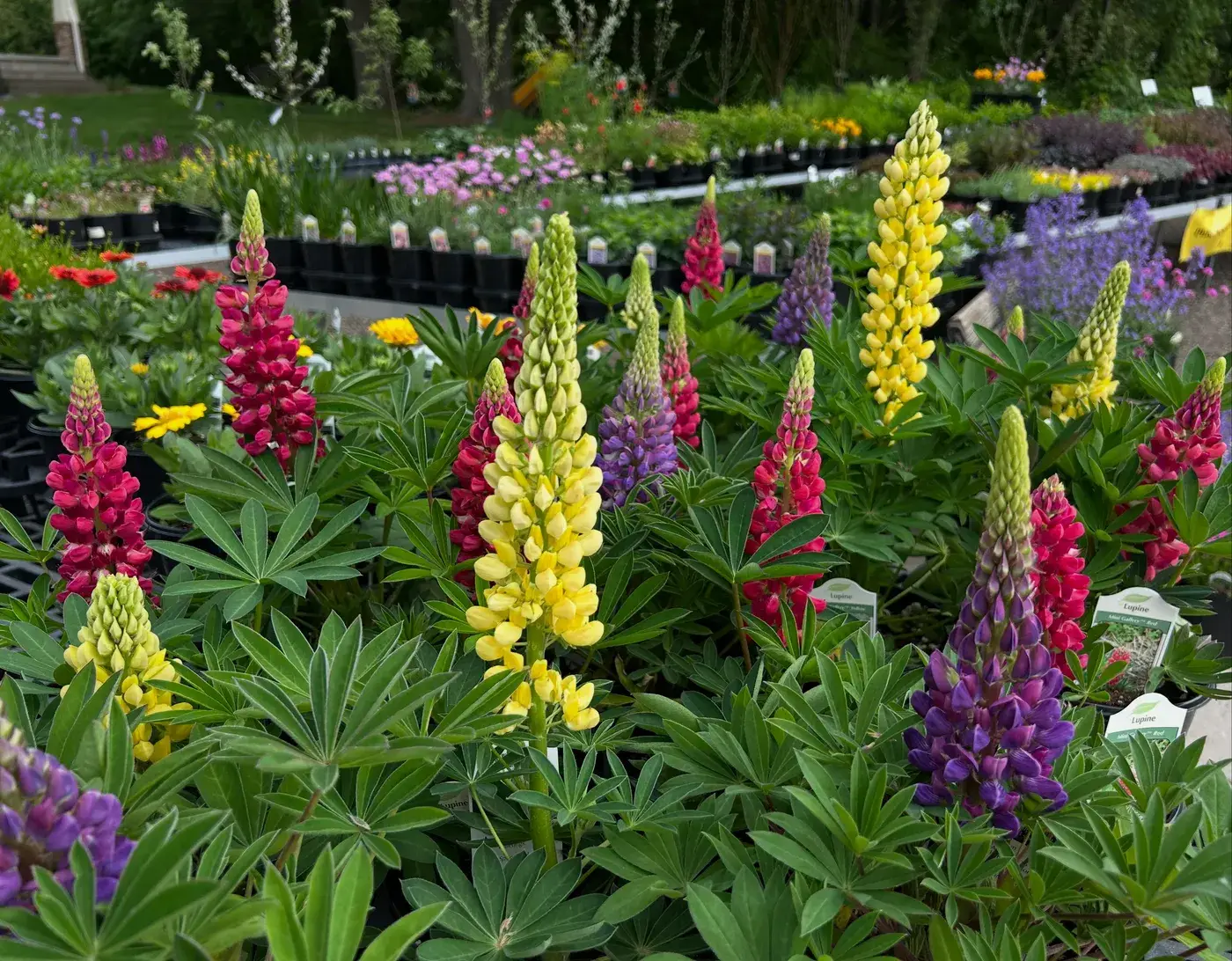 Colorful lupine perennials in red, yellow, and purple on the sales benches